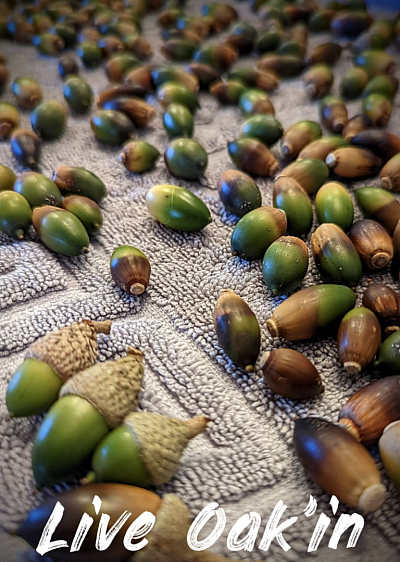 Live Oak Acorns