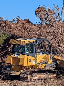 Clearing Invasives