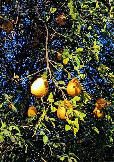 Rare Surviving Amber Sweet Oranges